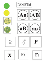 Модель-аппликация Дигибридное скрещивание и его цитологические основы - fgospostavki.ru - Челябинск