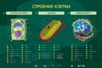 Электрифицированный стенд "Строение клетки" с маркерными полями - fgospostavki.ru - Челябинск