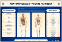 Электрифицированный стенд-тренажер c макетом скелета "Анатомическое строение человека" - fgospostavki.ru - Челябинск