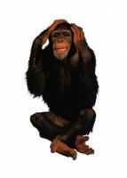 Комплект карточек "Запоминай, играй, считай" - Дикие животные - fgospostavki.ru - Челябинск