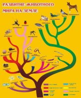 Стенд "Развитие животного мира на земле" - fgospostavki.ru - Челябинск