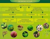 Стенд "Систематика растений" - fgospostavki.ru - Челябинск