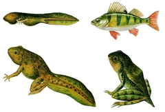 Модель-аппликация Цикл развития костной рыбы и лягушки - fgospostavki.ru - Челябинск