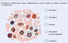Интерактивные курсы. Биология 11 класс. Расширенный. - fgospostavki.ru - Челябинск