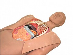 Муляж оперируемого пациента с экскурсией в грудную клетку и маской наркоза - fgospostavki.ru - Челябинск