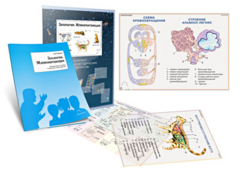 Комплект кодотранспарантов "Зоология. Млекопитающие" - fgospostavki.ru - Челябинск