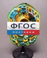 Модель "Клетка растения" - fgospostavki.ru - Челябинск