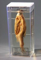 Влажный препарат "Внутреннее строение рыбы" - fgospostavki.ru - Челябинск