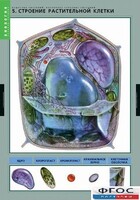 Комплект таблиц. Биология. Вещества растений. Клеточное строение. - fgospostavki.ru - Челябинск