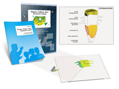 Комплект кодотранспарантов "Корень. Стебель. Лист (Внутреннее строение)" - fgospostavki.ru - Челябинск