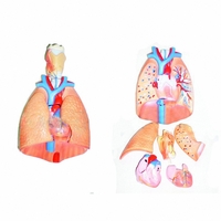 Модель "Система органов дыхания" - fgospostavki.ru - Челябинск