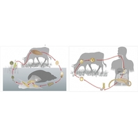 Модель-аппликация Цикл развития бычьего цепня и печеночного сосальщика - fgospostavki.ru - Челябинск