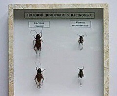 Коллекция энтомологическая "Половой диморфизм" - fgospostavki.ru - Челябинск
