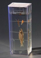 Влажный препарат "Развитие костистой рыбы" - fgospostavki.ru - Челябинск