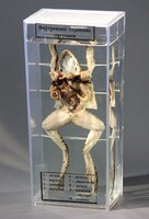 Влажный препарат "Внутреннее строение лягушки" - fgospostavki.ru - Челябинск