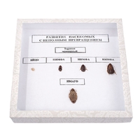 Коллекция "Развитие насекомых с неполным превращением" - fgospostavki.ru - Челябинск