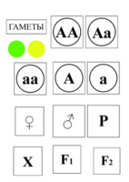 Модель-аппликация Моногибридное скрещивание и  его цитологические основы - fgospostavki.ru - Челябинск