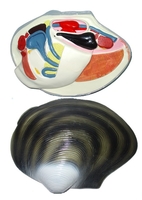 Модель "Беззубка" (двустворчатый моллюск) - fgospostavki.ru - Челябинск