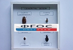 Коллекция "Семейство жуков" - fgospostavki.ru - Челябинск