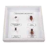 Коллекция энтомологическая "Насекомые вредители" - fgospostavki.ru - Челябинск