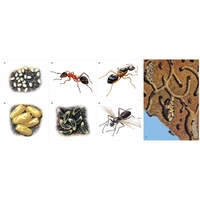 Модель-аппликация Муравьи. Устройство муравейника - fgospostavki.ru - Челябинск