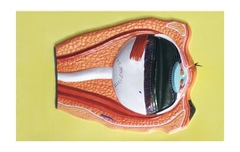 Модель барельефная "Строение глаза" - fgospostavki.ru - Челябинск