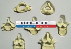 Модель "Позвонки" (из 7 штук) - fgospostavki.ru - Челябинск