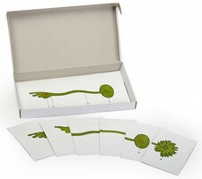 Модель-аппликация "Роль ядра в регуляции развития организма" (набор из 8 карт) - fgospostavki.ru - Челябинск