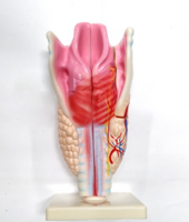 Модель "Гортань" - fgospostavki.ru - Челябинск