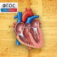 Анатомия (Цифровой атлас школьника) - fgospostavki.ru - Челябинск