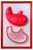 Барельефная модель "Желудок" - fgospostavki.ru - Челябинск