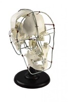 Кости черепа человека смонтированные - fgospostavki.ru - Челябинск