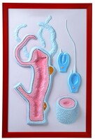 Барельефная модель "Строение гидры" - fgospostavki.ru - Челябинск