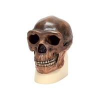 Модель черепа синантропа - fgospostavki.ru - Челябинск