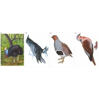 Модель-аппликация Многообразие хордовых. Птицы  - fgospostavki.ru - Челябинск