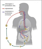 Модель-аппликация Цикл развития аскариды - fgospostavki.ru - Челябинск