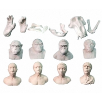 Набор моделей палеонтологических находок "Происхождение человека"	 - fgospostavki.ru - Челябинск