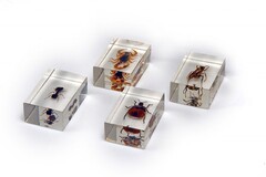 Комплект микропрепаратов для стереомикроскопа - fgospostavki.ru - Челябинск