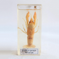 Влажный препарат "Рак речной" - fgospostavki.ru - Челябинск