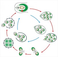 Модель-аппликация Размножение одноклеточной водоросли - fgospostavki.ru - Челябинск
