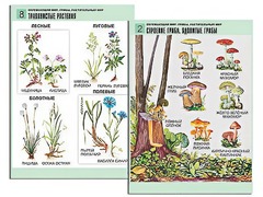 Комплект таблиц "Окружающий мир. Грибы. Растительный мир" (12 таблиц, А1, ламинированные) - fgospostavki.ru - Челябинск