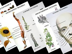 Таблицы по природоведению 1-3 класс (46 штук, формат А2) - fgospostavki.ru - Челябинск