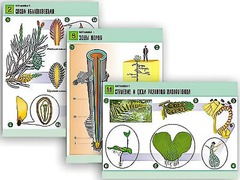 Комплект таблиц по биологии демонстрационных "Ботаника 1" (12 таблиц, формат А1, ламинированные) - fgospostavki.ru - Челябинск