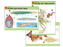 Комплект таблиц по биологии демонстрационных "Зоология 2" (16 таблиц, формат А1, ламинированные) - fgospostavki.ru - Челябинск