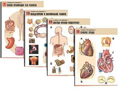 Комплект таблиц по биологии демонстрационных "Человек и его здоровье 1" (20 таблиц, формат А1, ламинированные) - fgospostavki.ru - Челябинск