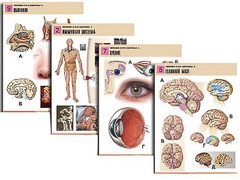 Комплект таблиц по биологии демонстрационных "Человек и его здоровье 2" (10 таблиц, формат А1, ламинированные) - fgospostavki.ru - Челябинск
