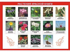 Таблица демонстрационная "Растения Красной книги" (винил 100*140) - fgospostavki.ru - Челябинск