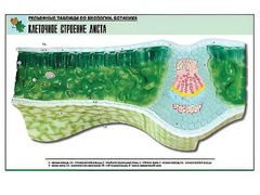 Рельефная таблица "Клеточное строение листа" (формат А1, матовое ламинирование) - fgospostavki.ru - Челябинск
