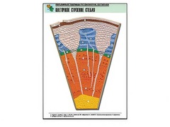 Рельефная таблица "Клеточное строение стебля" (формат А1, матовое ламинирование) - fgospostavki.ru - Челябинск