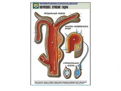 Рельефная таблица "Внутреннее строение гидры" - fgospostavki.ru - Челябинск